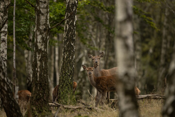 Wall Mural - red deer during rutting time. herd of deer in the birch forest. european nature during autumn time.