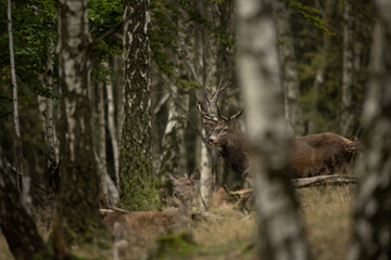 Wall Mural - red deer during rutting time. herd of deer in the birch forest. european nature during autumn time.