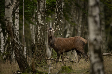 Wall Mural - red deer during rutting time. herd of deer in the birch forest. european nature during autumn time.