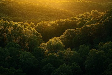 Poster - Sunlight graces the lush, dense forest canopy stretching over rolling hills, casting a warm glow, symbolizing nature’s beauty and resilience against the backdrop of serenity.