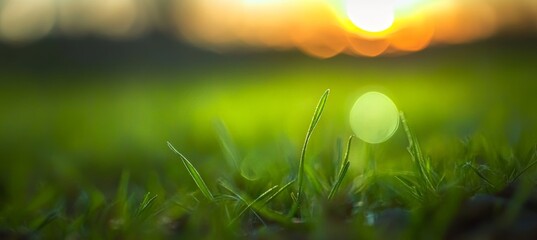 Wall Mural - Close-up of Vibrant Green Grass Blades with a Dreamy, Golden Sunset in the Background.