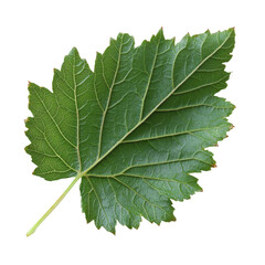 Wall Mural - detailed view of a fresh green maple leaf isolated transparent
