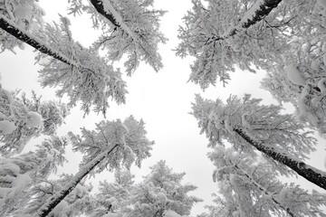 Wall Mural - Snow covered trees reaching for winter sky in stunning forest landscape