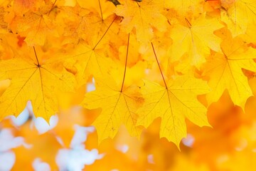 Close-up of vibrant yellow maple leaves in autumn sunlight.