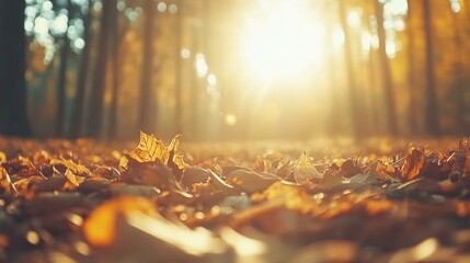 Vibrant autumn leaves in forest showcasing rich reds, oranges, yellows.