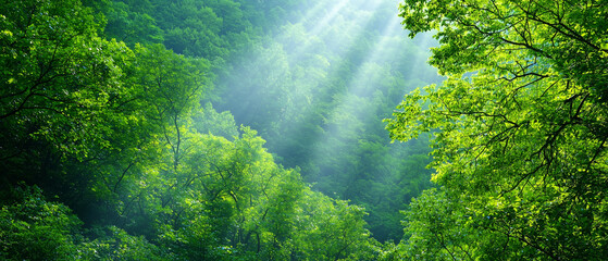 Poster - Sunlight beams break through dense forest canopy, illuminating lush green foliage and creating serene, mystical atmosphere in tranquil woodland