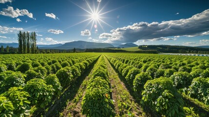 A bustling hop farm during harvest season, with workers picking hops and baskets overflowing with green cones