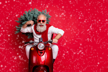 Wall Mural - Portrait of cheerful pensioner carrying fir tree having eyeglasses eyewear drive bike wearing white jumper isolated over red background