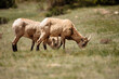 © Drake Fleege - Female bighorn sheep feeding in spring near Sheeps Lake in Rocky Mountain National Park, Colorado in early June