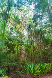 Fototapeta Morze - Tropical rainforest in Daintree River National Park in Queensland, Australia. 