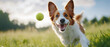 © Jiraphat.N - Energetic border collie joyfully plays fetch in an open field