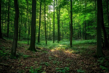 Poster - A serene natural forest scene showcasing lush green foliage with sunlight gently filtering through trees, creating a peaceful and tranquil atmosphere of nature.