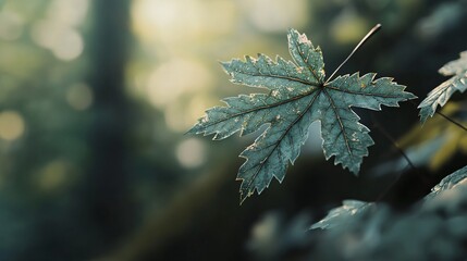 Poster - Explore the intricate details of a macro shot capturing the unique texture of a maple leaf in nature’s embrace