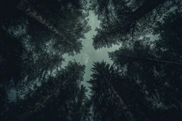 Aufkleber - The majestic canopy of towering trees, viewed from below, creates a mesmerizing interplay of light and shadow as the treetops reach towards the cloudy sky above.