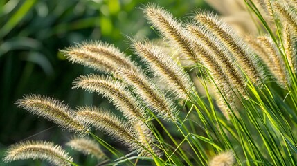 Poster - Explore the delicate beauty of wild grass in outdoor macro photography to enhance your nature collection