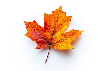 Wall Mural - A single orange leaf on a white background