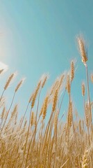 Naklejka na meble Golden Wheat Field Swaying in the Breeze