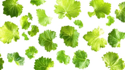 Poster - Green Leaves Scattered on a White Background