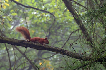 Fototapete - Eichhörnchen im Baum
