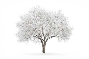 Wall Mural - winter tree snow isolated on white  winter tree snow isolated on white