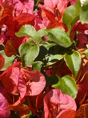 Wall Mural - Close-up of bougainvillea leaves and blossoms