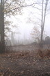 © SabryArdore - morning in the forest