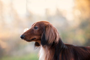 Sticker - Close up portrait of a red longhaired dachshund
