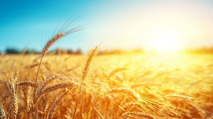 the golden wheat field of harvest agriculture nature rural farm in summer.