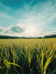 Wall Mural - Field of grass with sunlight