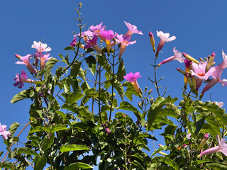 Wall Mural - Pink trumpet vine blossoms under blue sky