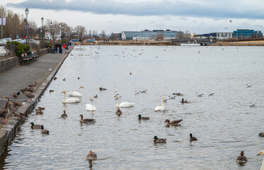 Wall Mural - Skyline by lake Tjornin in city of Reykjavik in Iceland