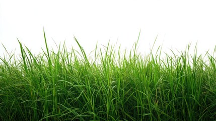 Wall Mural - Green Grass