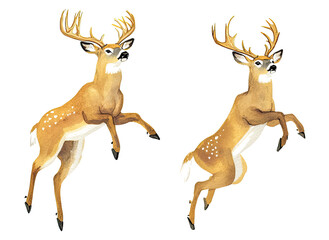 Poster - whitetail deer bucks jumping and running through a natural habitat generative ai