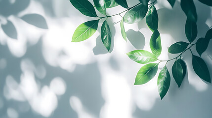 Poster - Palm leaf shadow on a green wall background, Olive color stylish flat lay with trendy shadow and sun light