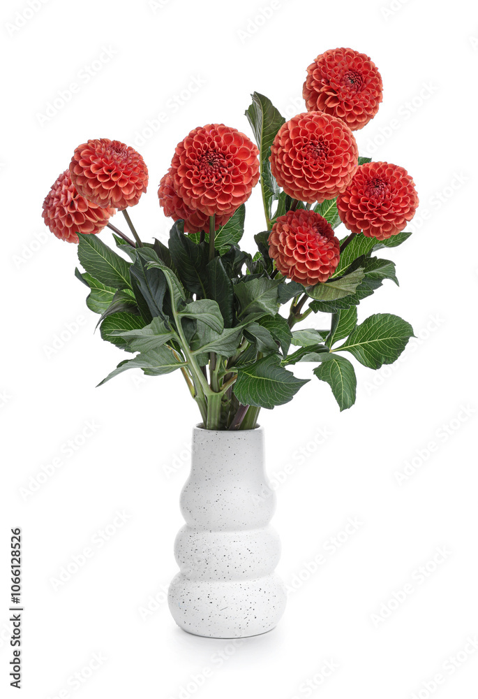 Vase with beautiful orange dahlia flowers on white background