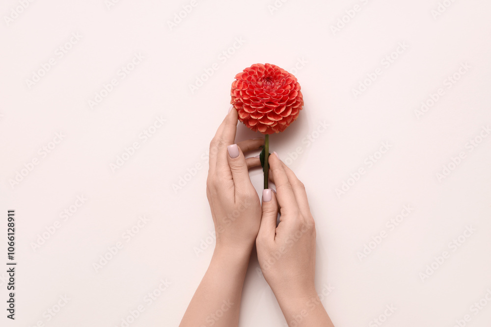 Female hands with beautiful orange dahlia flower on light background