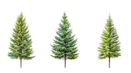 Poster - Green Fir and Spruce Trees on a Transparent Background Generative AI