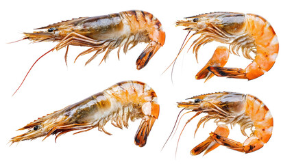 Poster - Grilled Shrimps Displayed in a Collection on a Transparent Background Generative AI