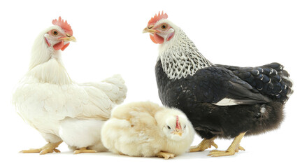 Poster - Family of Chickens and a Chick Gathered Together on a White Background Generative AI