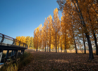 Wall Mural - The leaves in the forest turn yellow in autumn