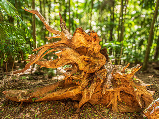 Sticker - Amazing Prehistoric Looking Tree Roots