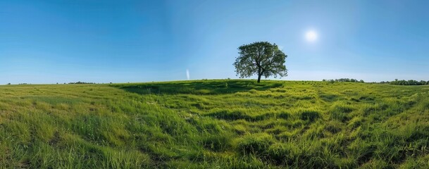 Aufkleber - A Lone Tree in a Green Field Under a Clear Blue Sky