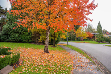 neighbourhood of luxury houses in fall foliage with street road, big trees and nice landscape in van