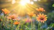 © sarun - Close-up shot of blooming flowers in a peaceful garden, petals illuminated by golden sunlight.