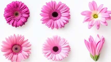 Poster - Assorted Magenta Gerbera Flower Heads Arranged for Display Generative AI
