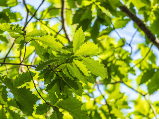 Wall Mural - Oak branches with green and yellow leaves in autumn park.