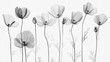 © Fomo Creative - X-Ray Image of Poppy Flowers in Bloom