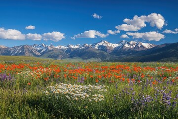 Wall Mural - A vast alpine meadow filled with vibrant wildflowers, with towering snow-capped mountains in the background.