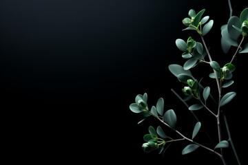 Poster - Elegant green plant branch with buds against a dark background highlighting natural beauty