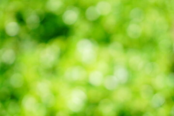 Wall Mural - Soft focus Green Abstract bokeh background Glittering aesthetic textured pattern